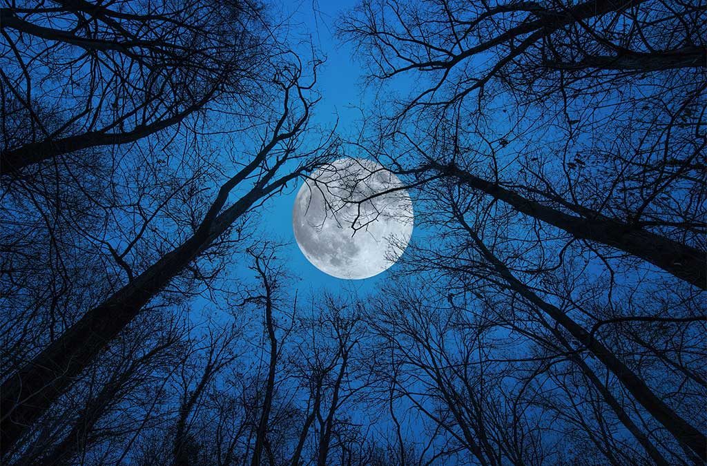 luna piena vista bosco notte