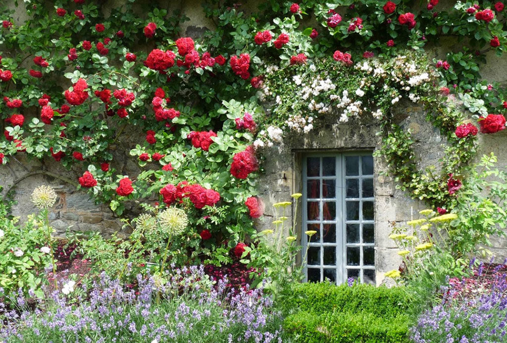 rose rosse rampicanti facciata