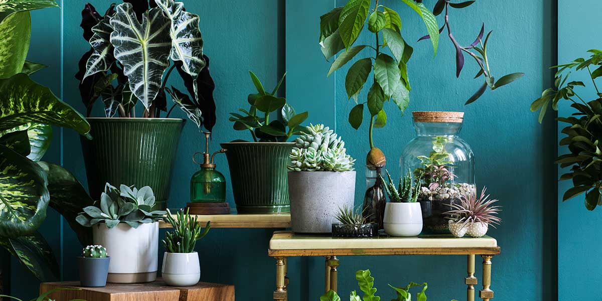 piante verdi da interno vaso