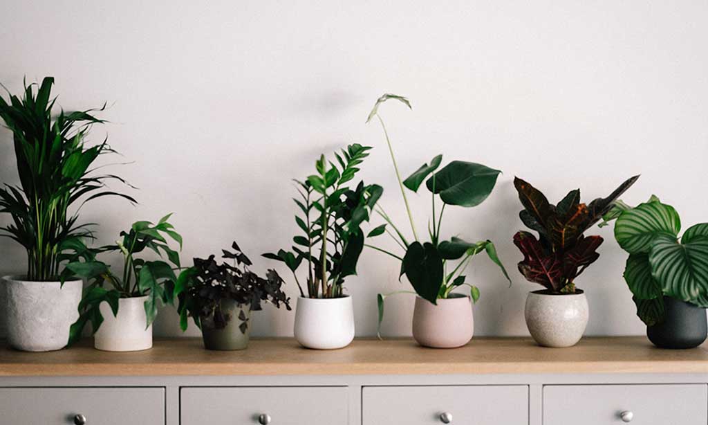piante in vaso su mobile