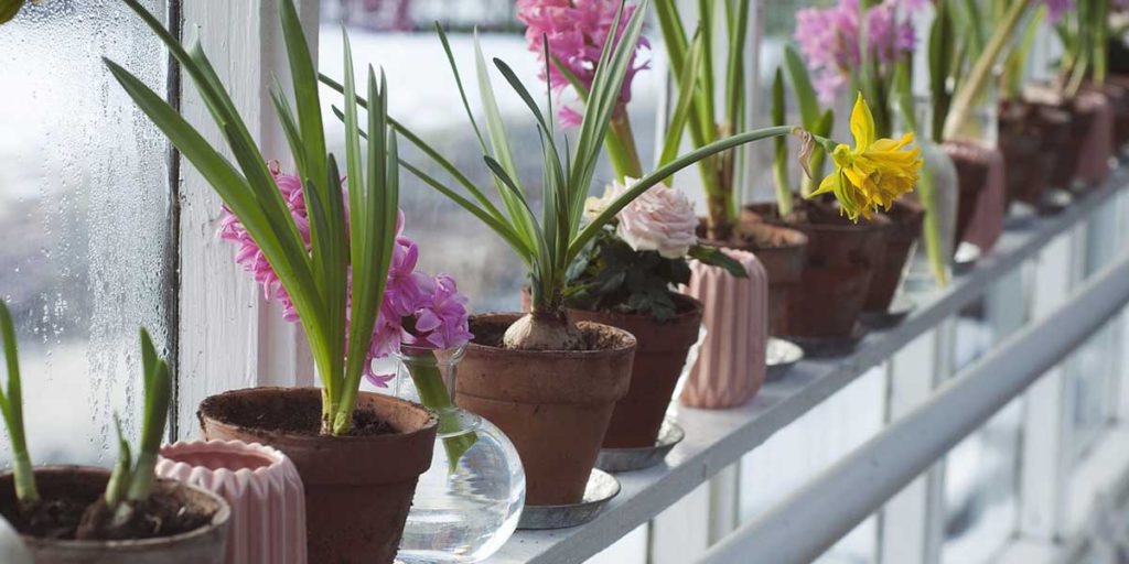piante in vaso su davanzale interno casa