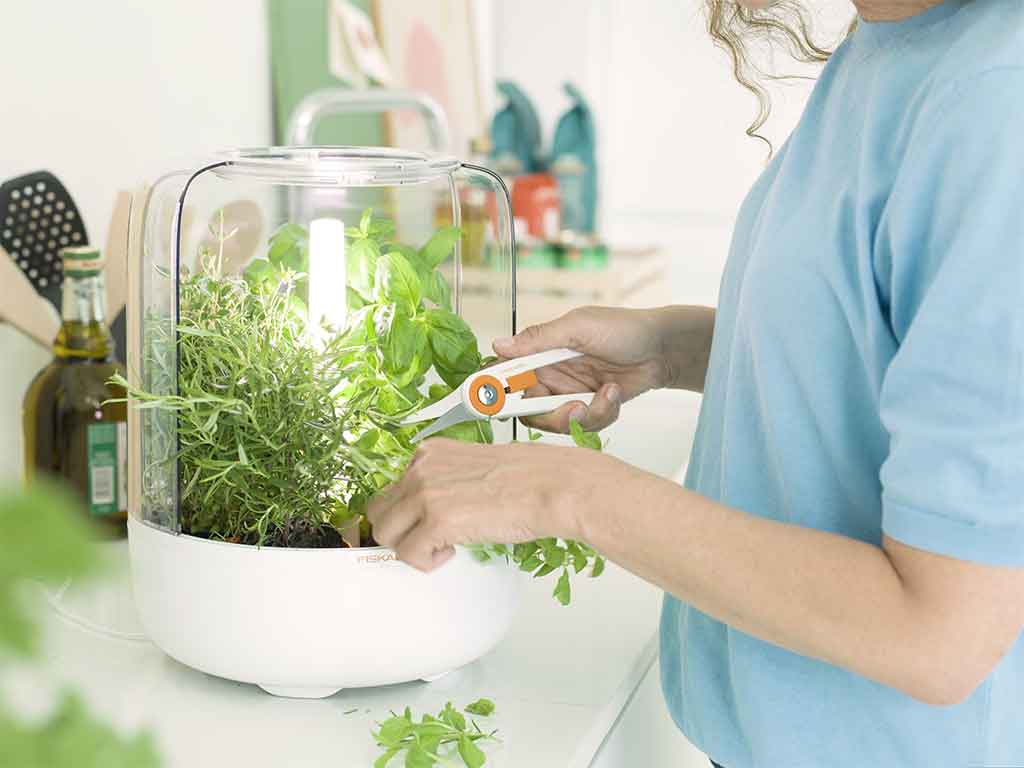 Coltivare le aromatiche in casa | La casa in ordine