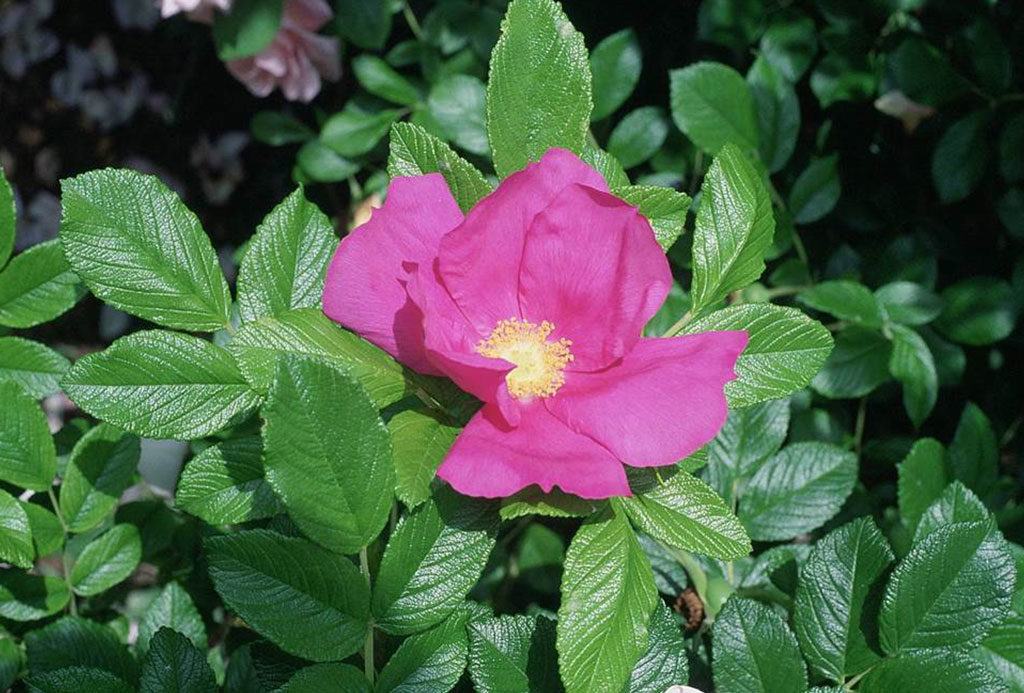 rosa fiorita aperta fucsia