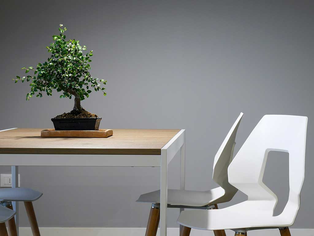 bonsai tavolo casa