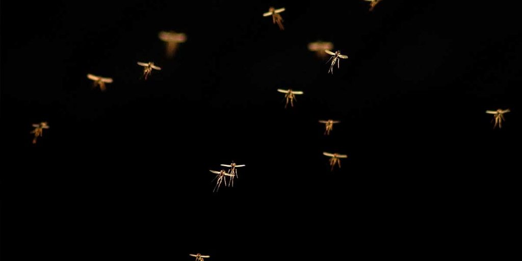 tante zanzare buio