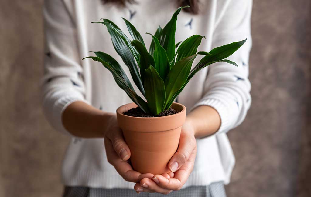 vaso nuovo pianta