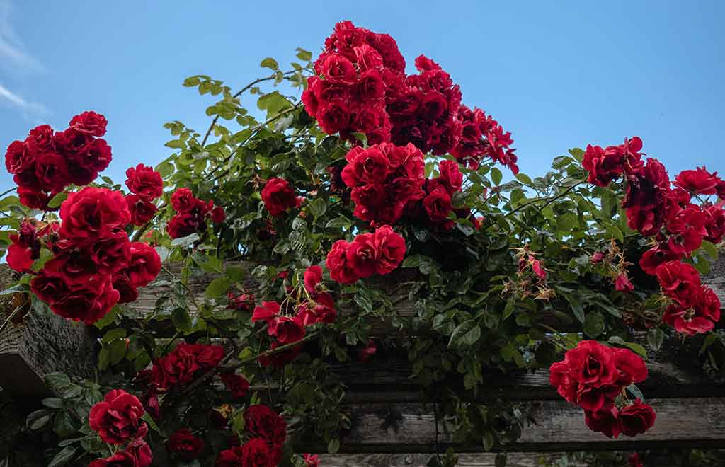 rose rosse rampicanti